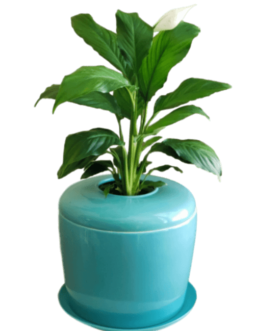 The Living Urn Indoors / Patio - 5280