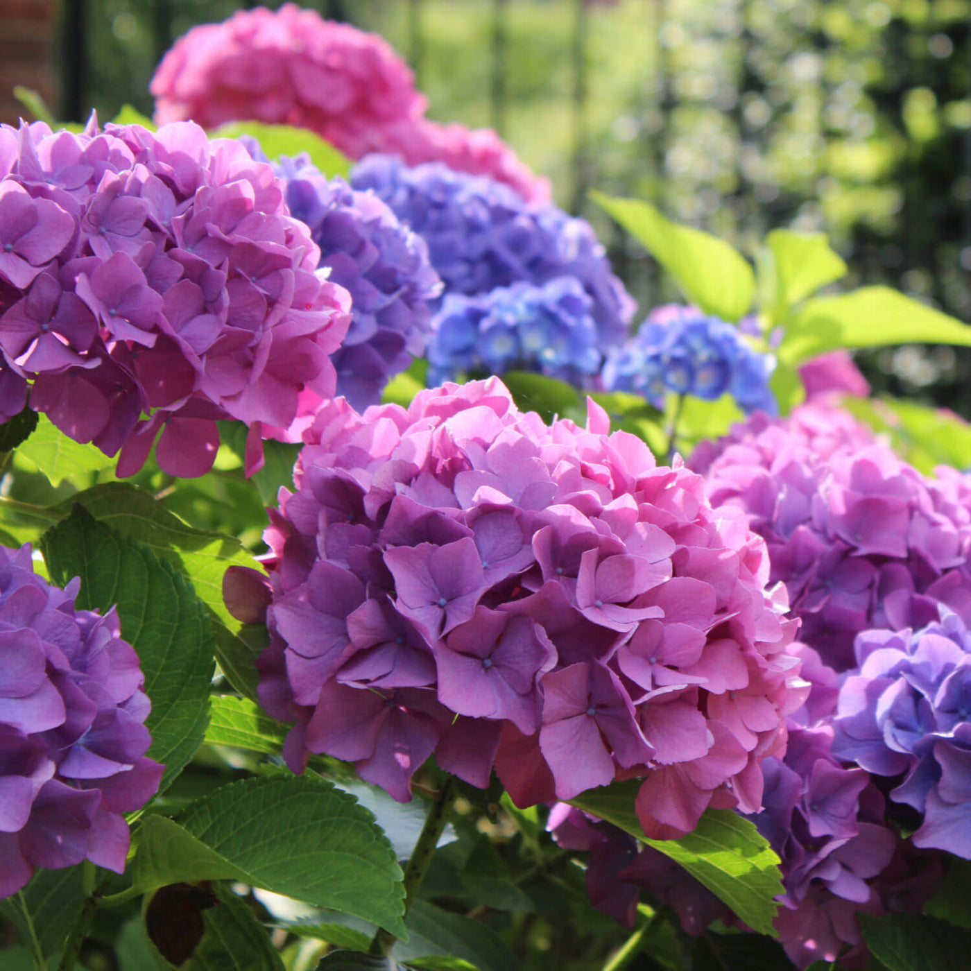 Hydrangea - Akers James