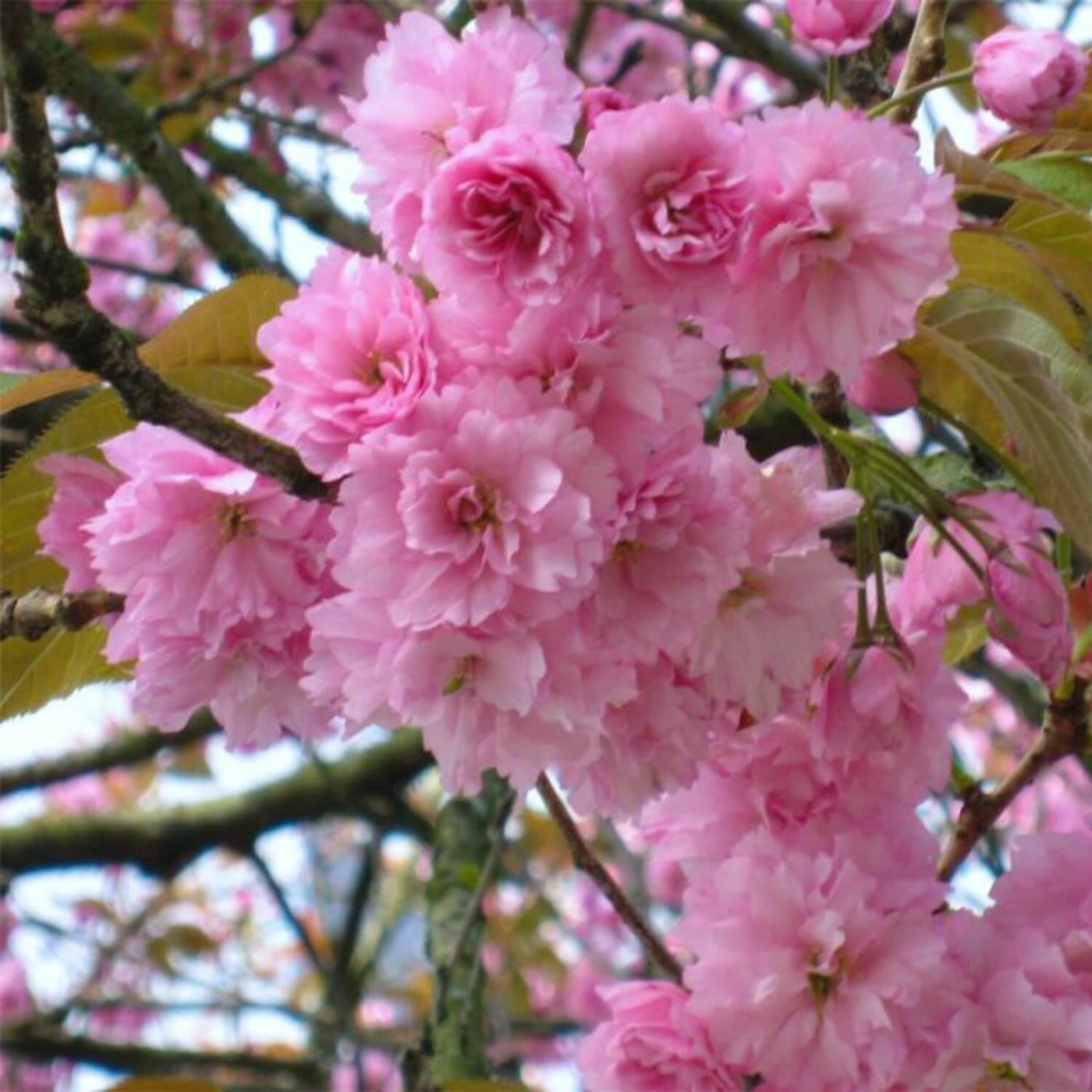 Japanese Flowering Cherry (Kwanzan) - Belk