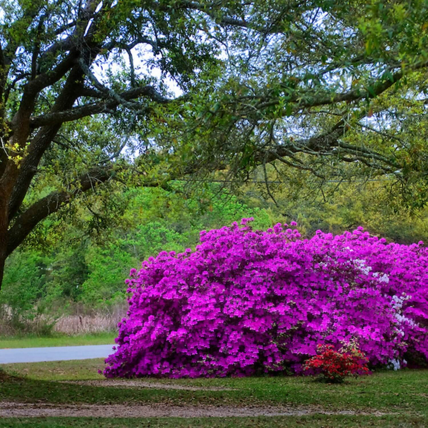 Formosa Azalea (Lavender) - Belk