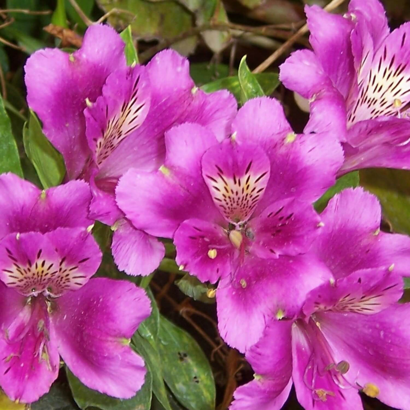 Formosa Azalea (Lavender) - Akers James