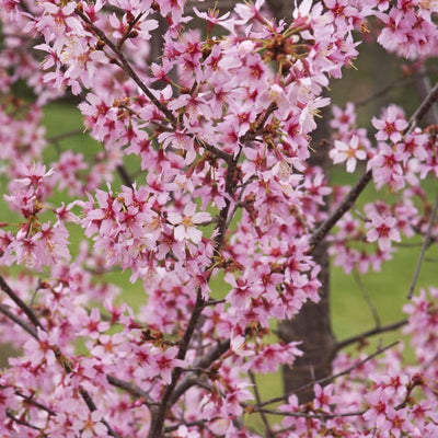 Okame Flowering Cherry - Belk