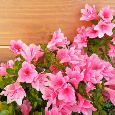 Formosa Azalea (Pink) - SereniCare