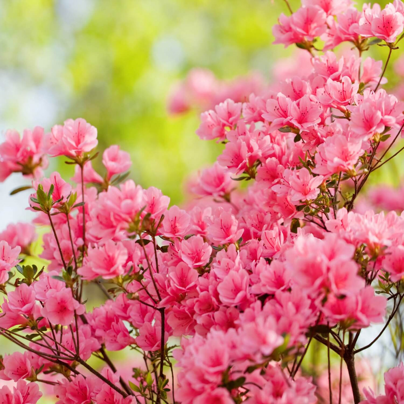 Formosa Azalea (Pink) - SereniCare