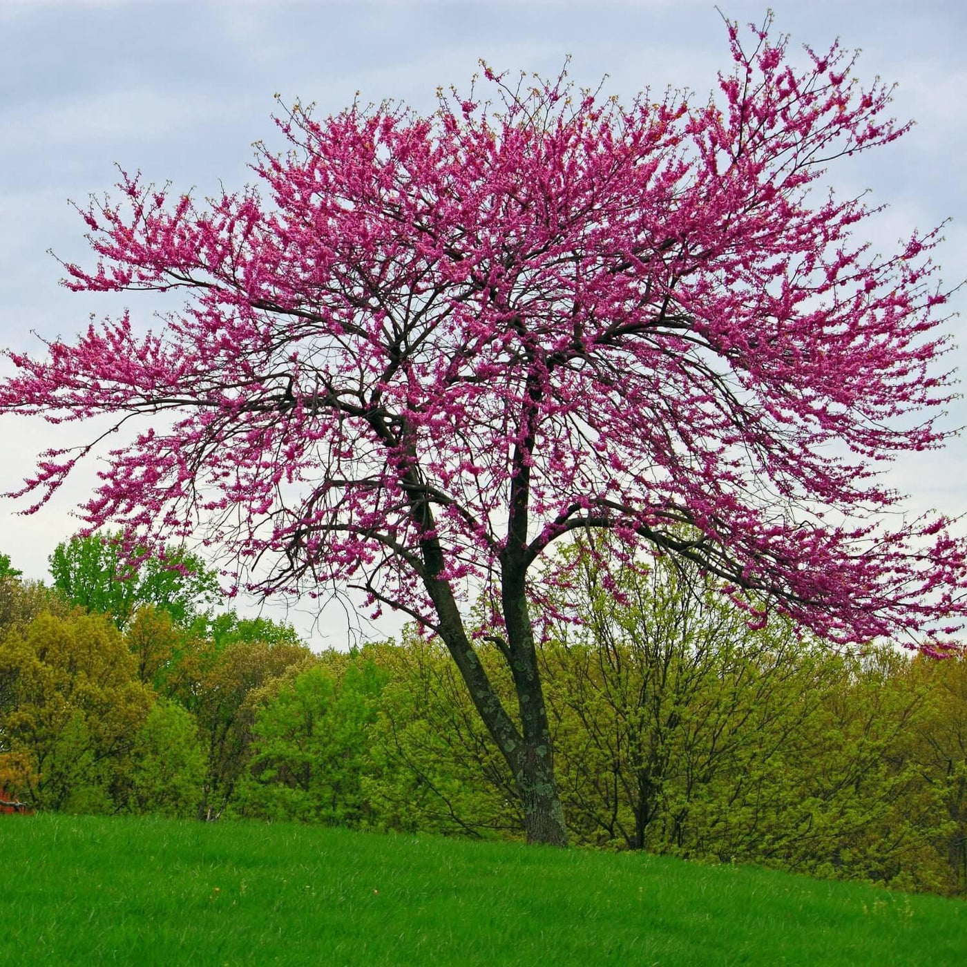 Eastern Redbud - The Living Urn