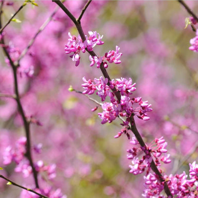 Eastern Redbud - Belk