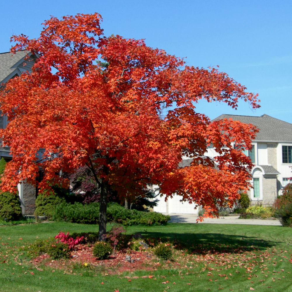 Red Maple - Akers James