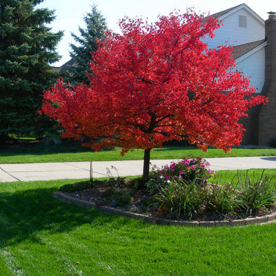 Red Maple - Akers James