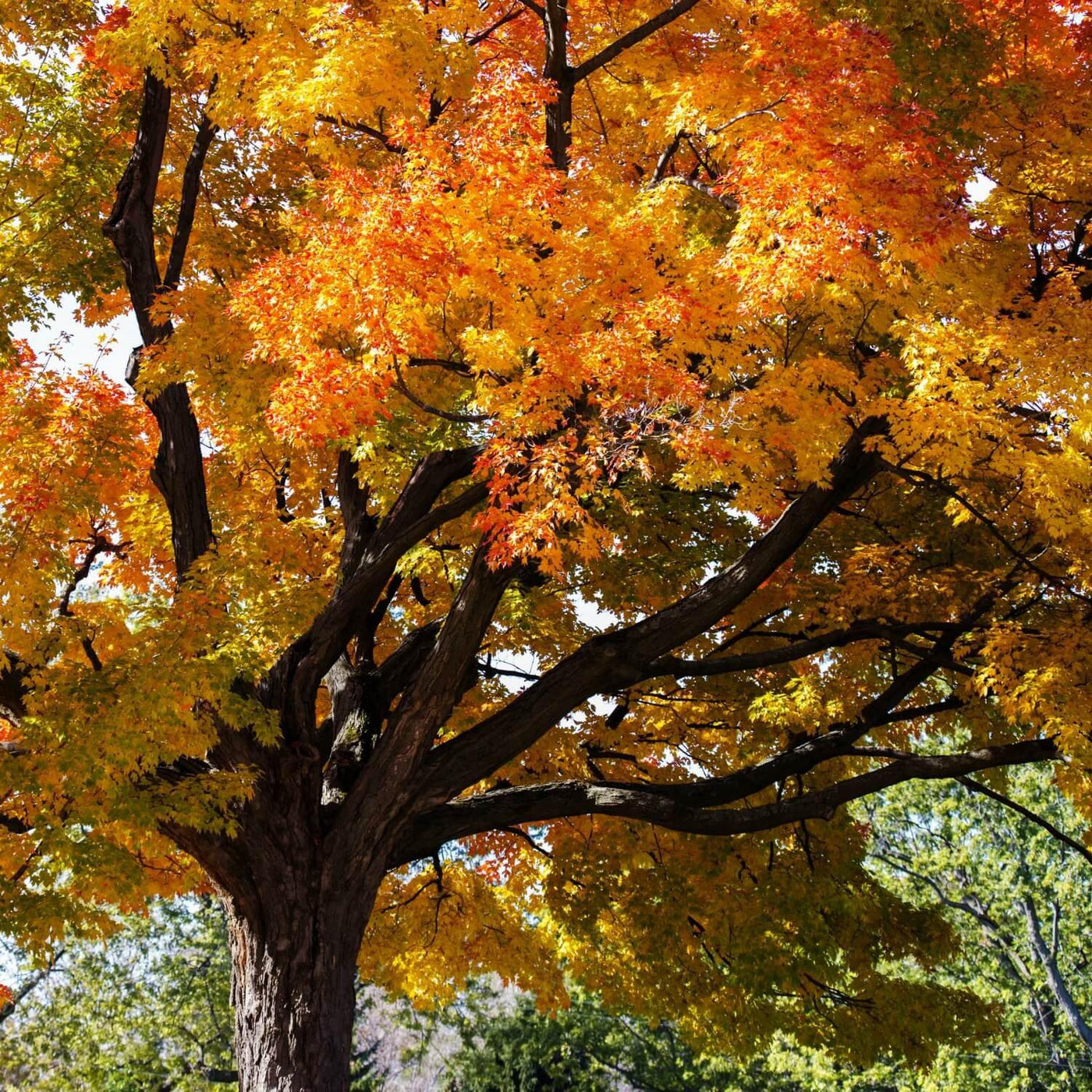 Sugar Maple - The Living Urn