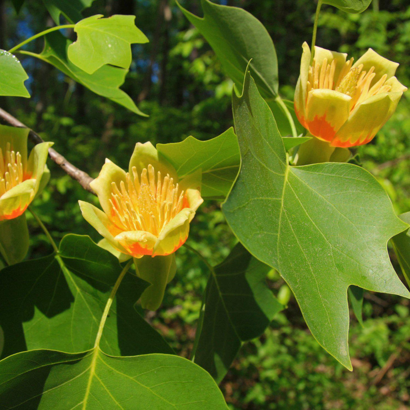 Tuliptree - Heaven Bound