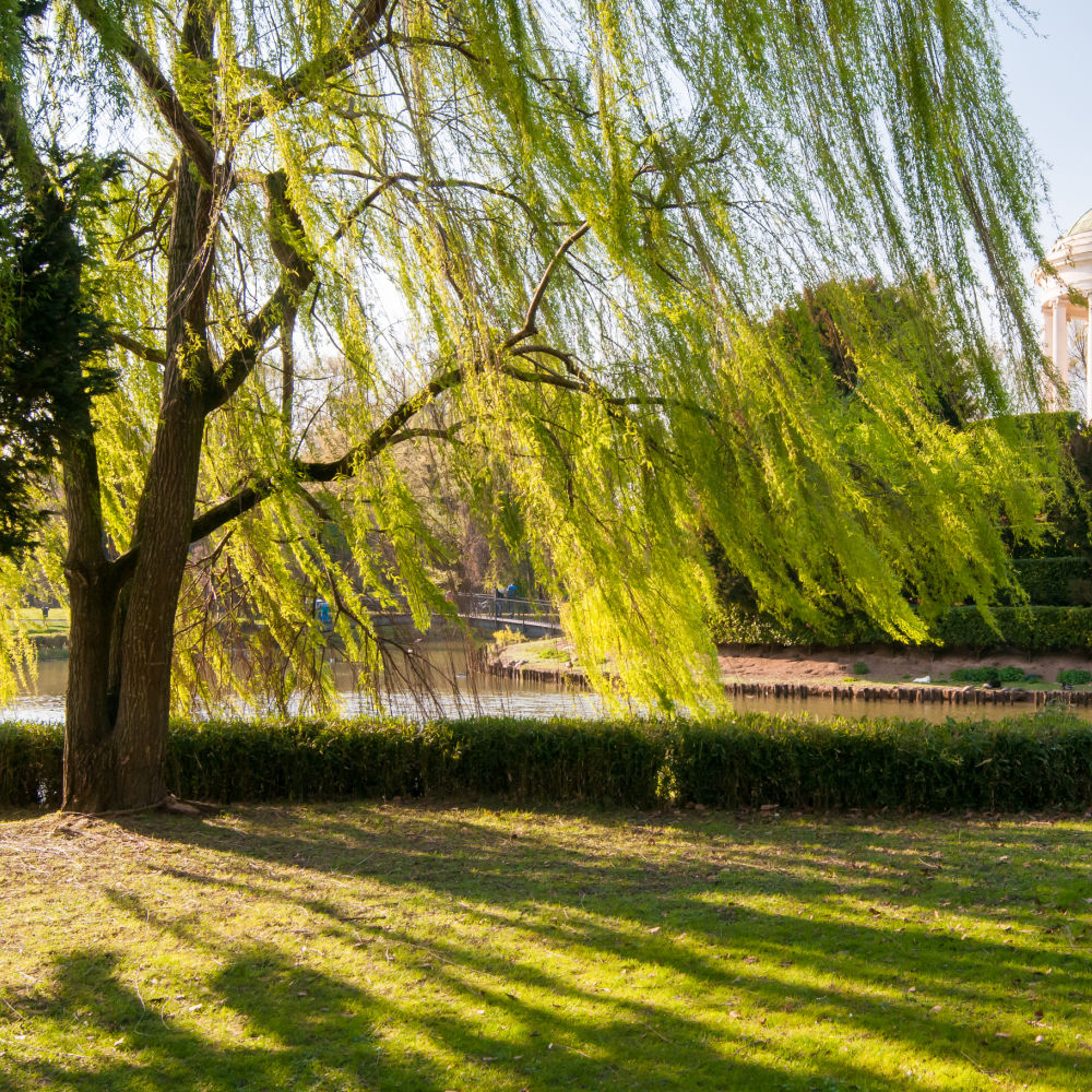 Weeping Willow - Akers James