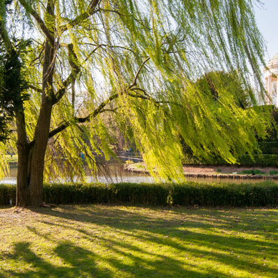 Weeping Willow