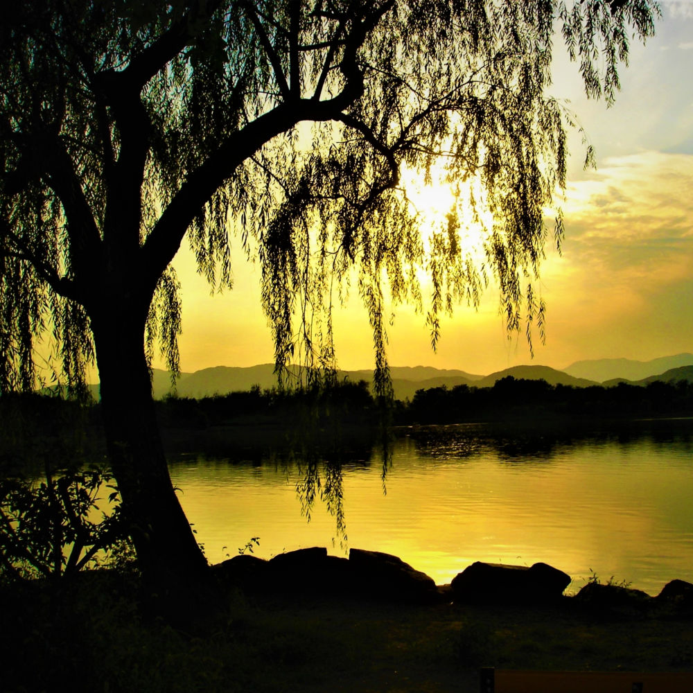 Weeping Willow - Akers James