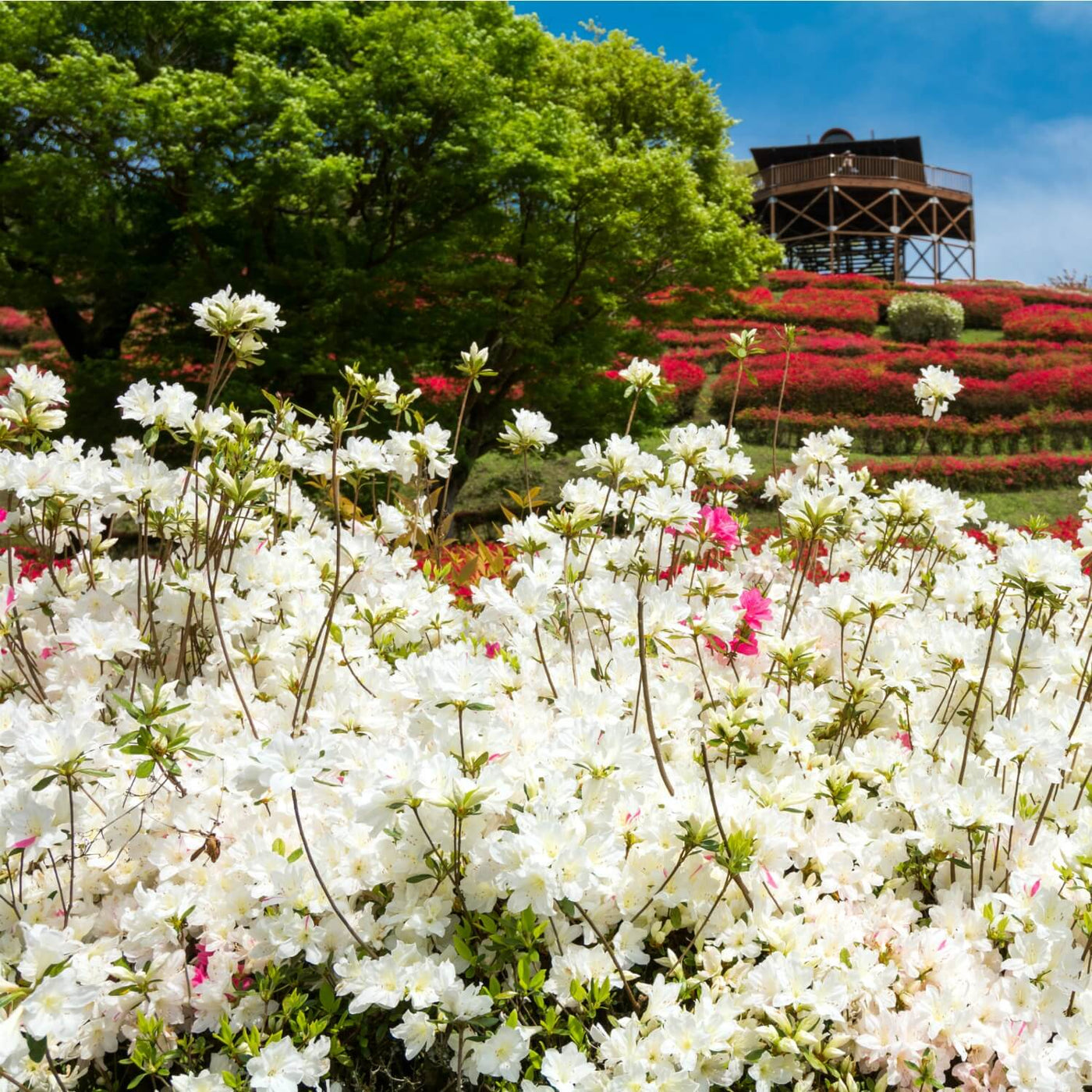 Formosa Azalea (White) - Messenger