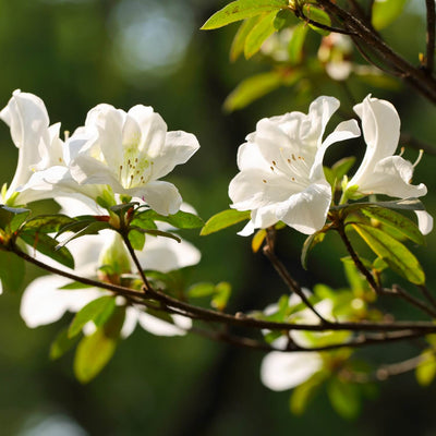 Formosa Azalea (White) - Messenger