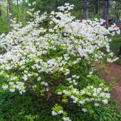 Formosa Azalea (White) - Messenger