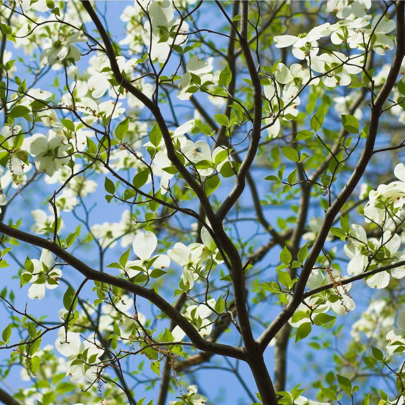 White Dogwood - The Living Urn