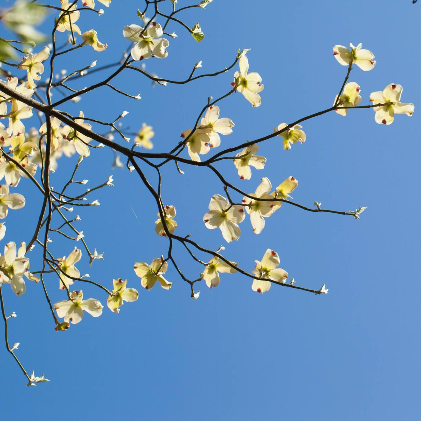 White Dogwood - The Living Urn