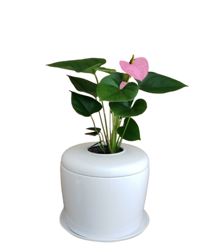 The Living Urn Indoors / Patio - Front Range