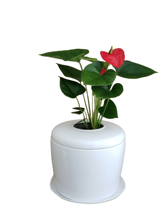 The Living Urn Indoors / Patio - Front Range