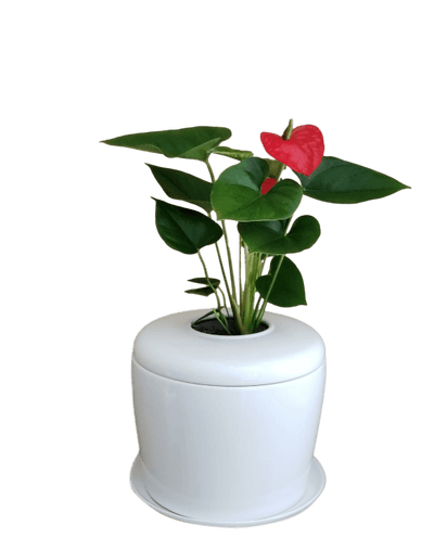 The Living Urn Indoors / Patio - SereniCare