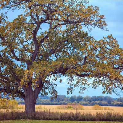 White Oak - The Living Urn