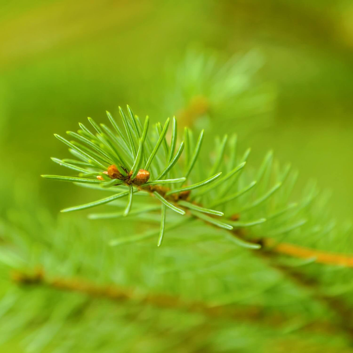 White Spruce - The Living Urn