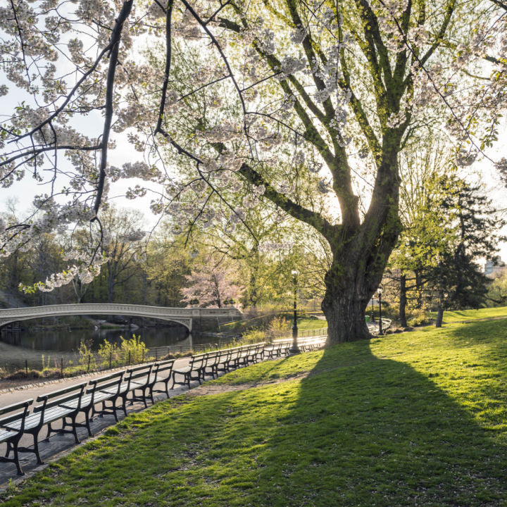 Japanese Flowering Cherry (Yoshino) - Belk